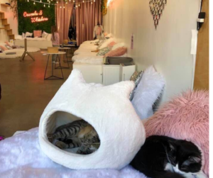 cat cafe los angeles